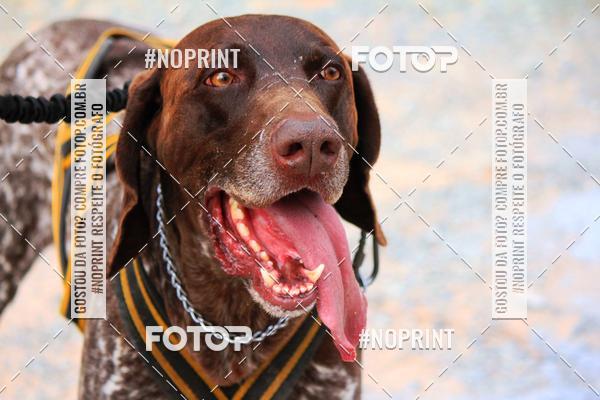 Acquista le foto dell'eventoTreino Premiado de Canicross in Fotop