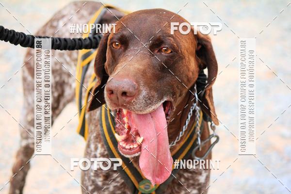 Acquista le foto dell'eventoTreino Premiado de Canicross in Fotop