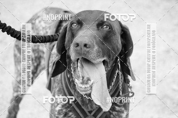 Acquista le foto dell'eventoTreino Premiado de Canicross in Fotop