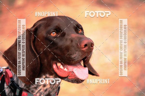 Acquista le foto dell'eventoTreino Premiado de Canicross in Fotop