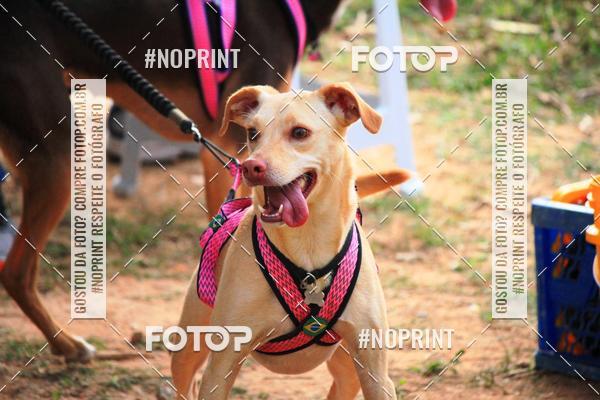 Acquista le foto dell'eventoTreino Premiado de Canicross in Fotop