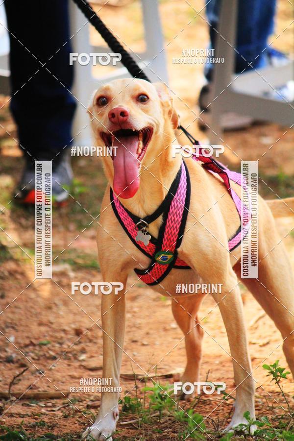 Acquista le foto dell'eventoTreino Premiado de Canicross in Fotop