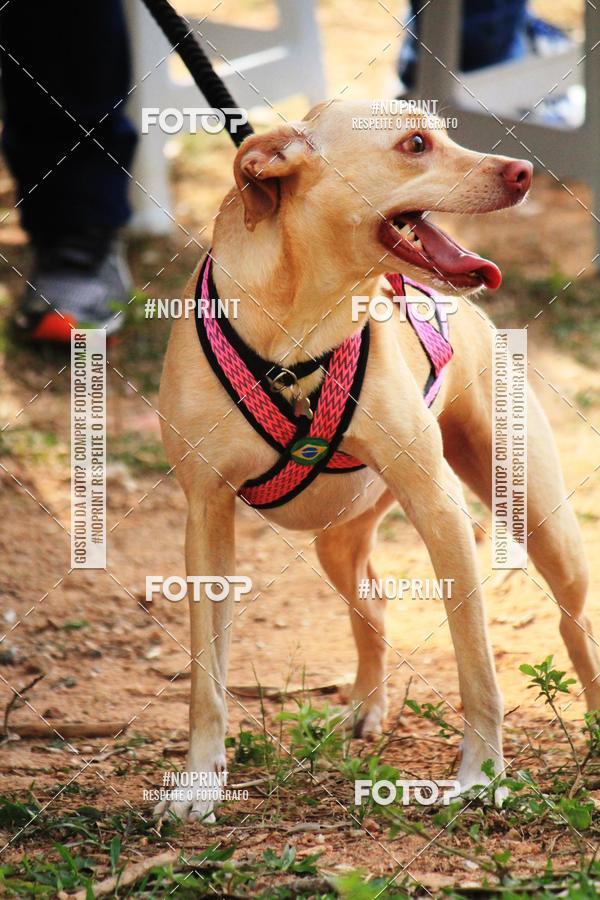 Acquista le foto dell'eventoTreino Premiado de Canicross in Fotop