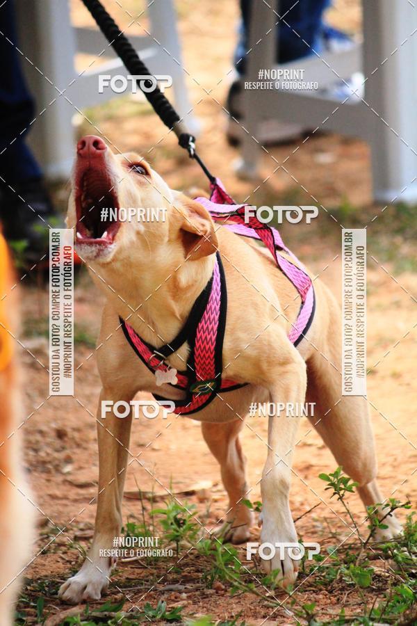 Acquista le foto dell'eventoTreino Premiado de Canicross in Fotop