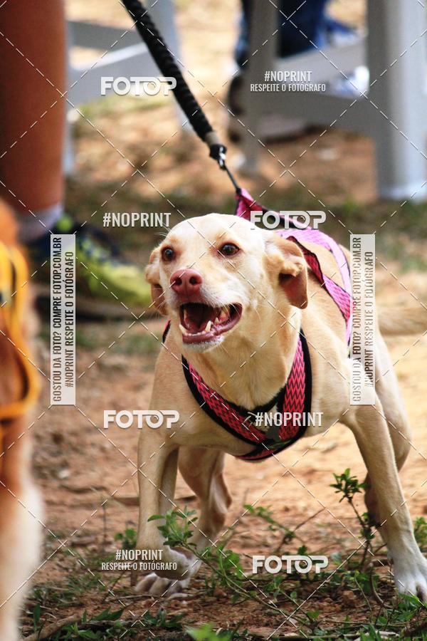 Acquista le foto dell'eventoTreino Premiado de Canicross in Fotop