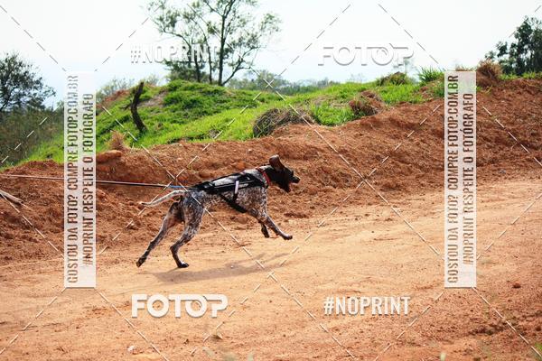 Acquista le foto dell'eventoTreino Premiado de Canicross in Fotop
