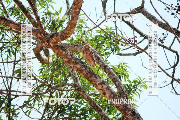 Acquista le foto dell'eventoTreino Premiado de Canicross in Fotop
