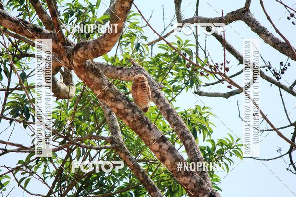 Acquista le foto dell'eventoTreino Premiado de Canicross in Fotop