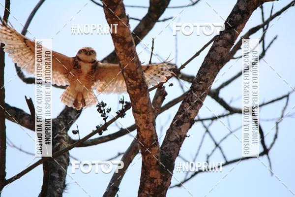 Acquista le foto dell'eventoTreino Premiado de Canicross in Fotop