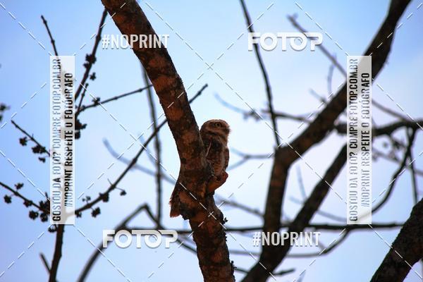 Acquista le foto dell'eventoTreino Premiado de Canicross in Fotop
