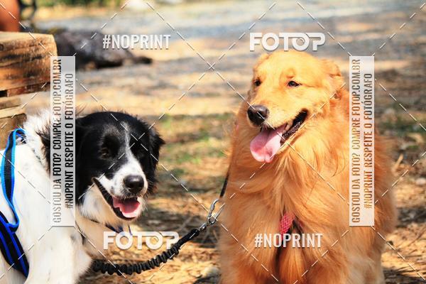 Acquista le foto dell'eventoTreino Premiado de Canicross in Fotop