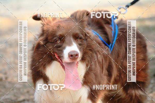 Acquista le foto dell'eventoTreino Premiado de Canicross in Fotop