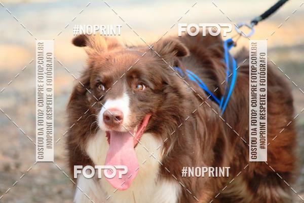 Acquista le foto dell'eventoTreino Premiado de Canicross in Fotop