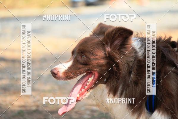 Acquista le foto dell'eventoTreino Premiado de Canicross in Fotop