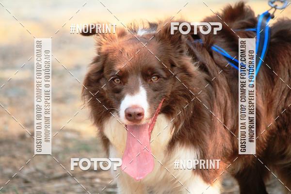 Acquista le foto dell'eventoTreino Premiado de Canicross in Fotop