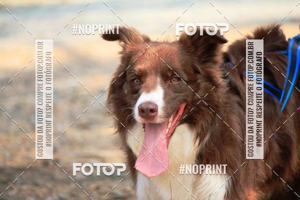 Acquista le foto dell'eventoTreino Premiado de Canicross in Fotop