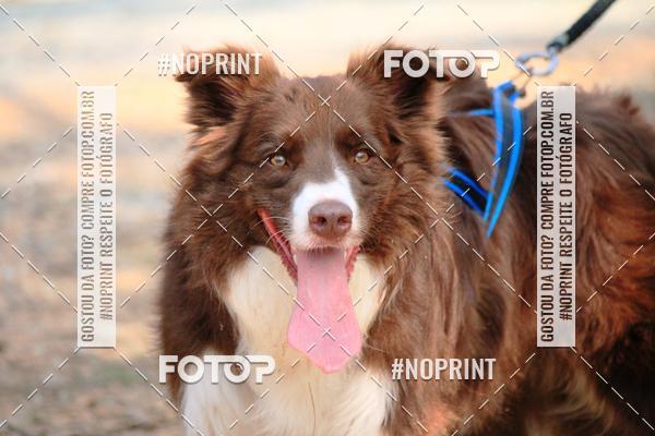 Acquista le foto dell'eventoTreino Premiado de Canicross in Fotop