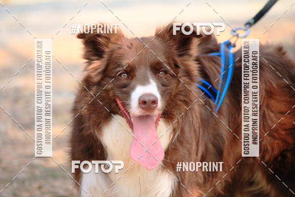 Acquista le foto dell'eventoTreino Premiado de Canicross in Fotop