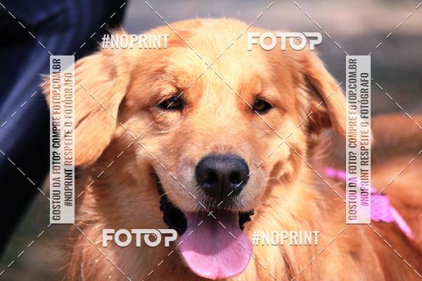 Acquista le foto dell'eventoTreino Premiado de Canicross in Fotop