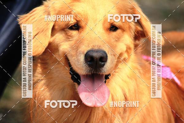 Acquista le foto dell'eventoTreino Premiado de Canicross in Fotop