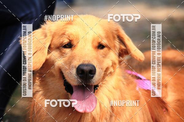 Acquista le foto dell'eventoTreino Premiado de Canicross in Fotop