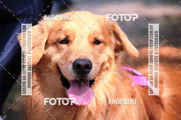 Acquista le foto dell'eventoTreino Premiado de Canicross in Fotop