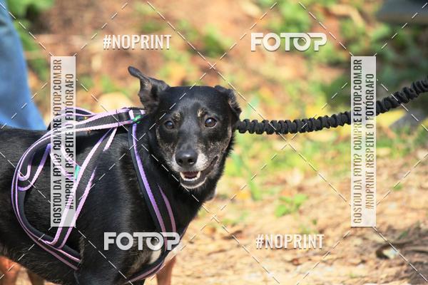 Acquista le foto dell'eventoTreino Premiado de Canicross in Fotop