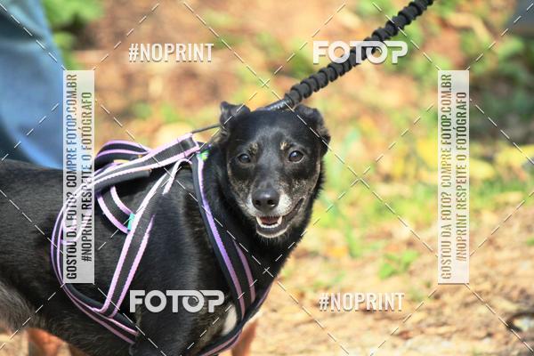 Acquista le foto dell'eventoTreino Premiado de Canicross in Fotop