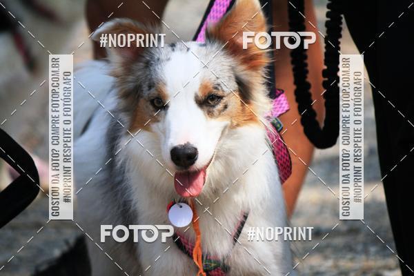 Acquista le foto dell'eventoTreino Premiado de Canicross in Fotop