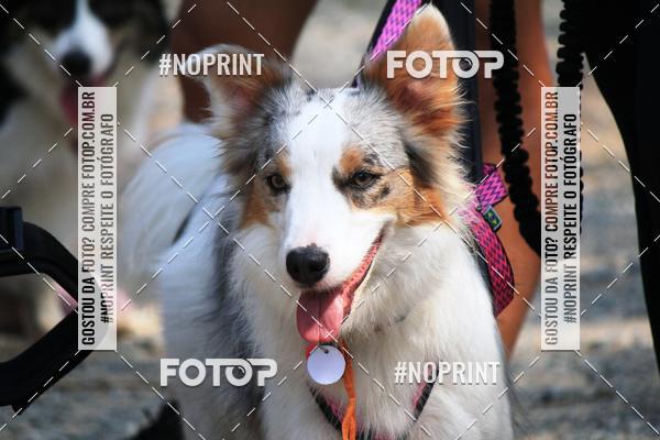 Acquista le foto dell'eventoTreino Premiado de Canicross in Fotop