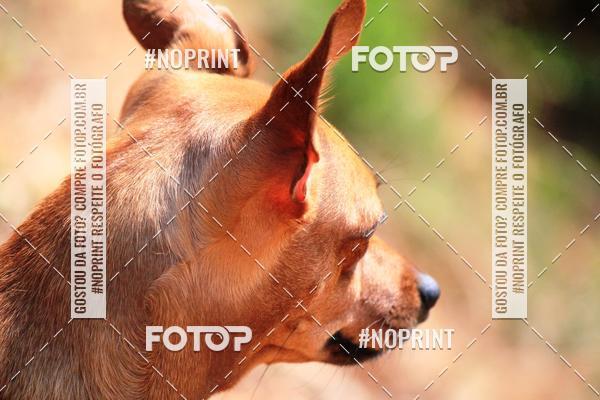 Acquista le foto dell'eventoTreino Premiado de Canicross in Fotop