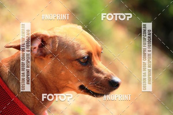 Acquista le foto dell'eventoTreino Premiado de Canicross in Fotop