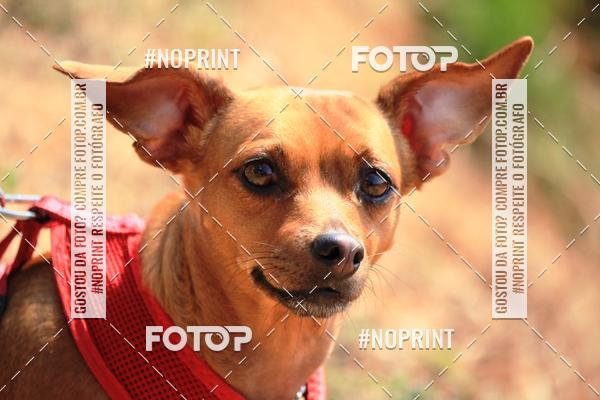 Acquista le foto dell'eventoTreino Premiado de Canicross in Fotop