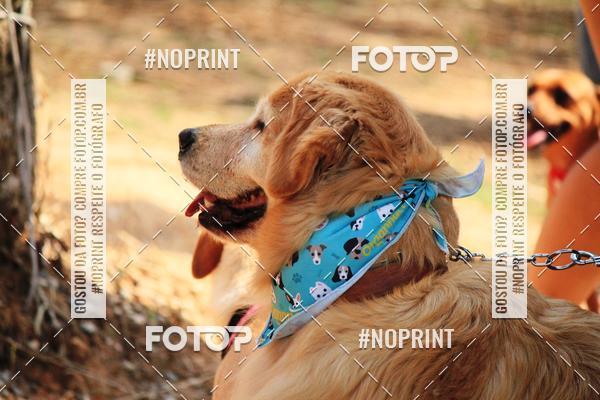 Achetez vos photos de l'vnementTreino Premiado de Canicross sur Fotop