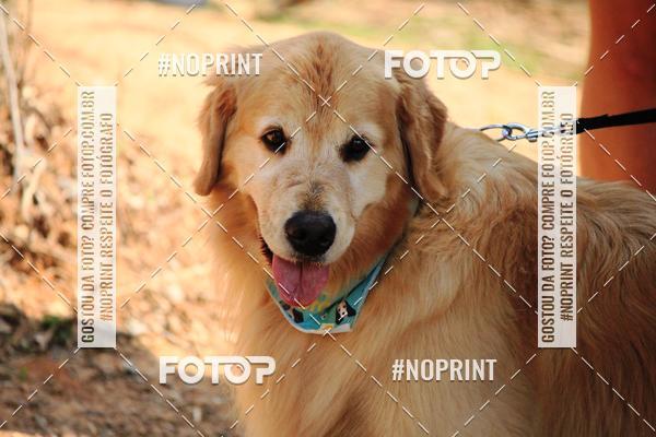 Achetez vos photos de l'vnementTreino Premiado de Canicross sur Fotop