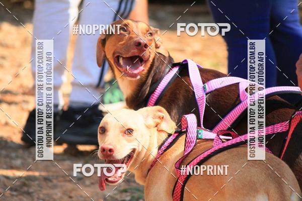 Achetez vos photos de l'vnementTreino Premiado de Canicross sur Fotop