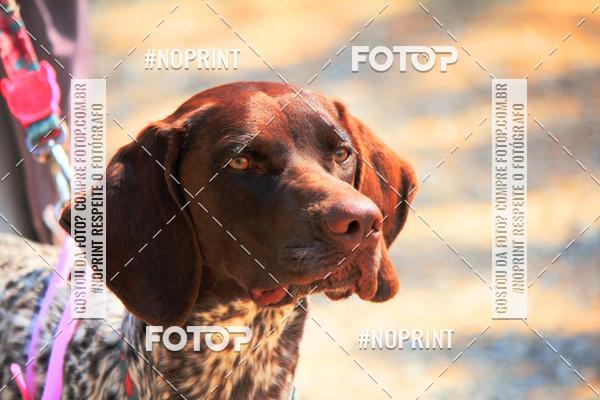 Achetez vos photos de l'vnementTreino Premiado de Canicross sur Fotop