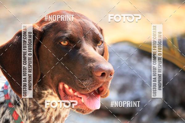 Achetez vos photos de l'vnementTreino Premiado de Canicross sur Fotop