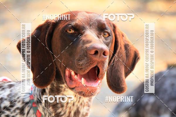 Achetez vos photos de l'vnementTreino Premiado de Canicross sur Fotop