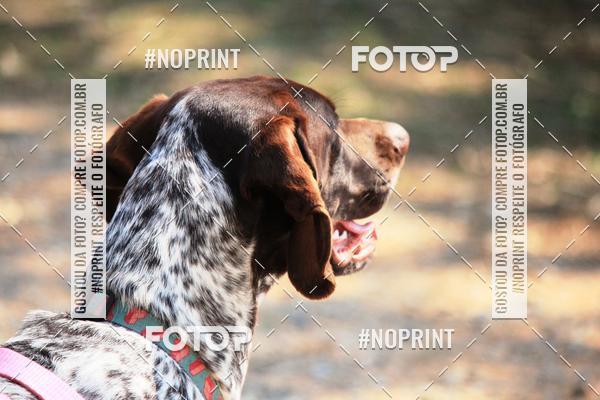 Achetez vos photos de l'vnementTreino Premiado de Canicross sur Fotop