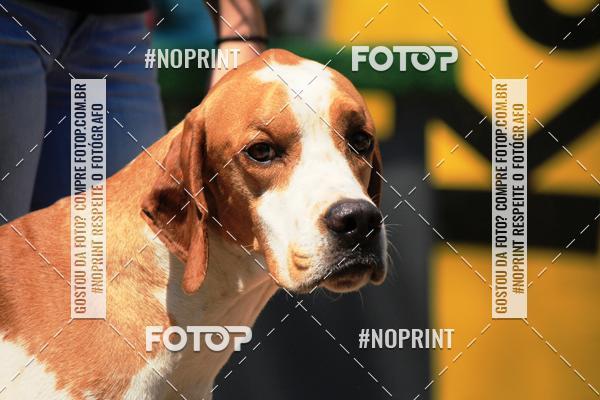 Compre as suas fotos do eventoTreino Premiado de Canicross no Fotop