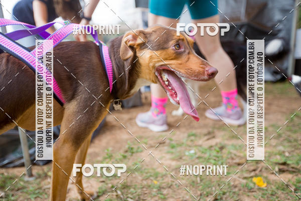 Compra tus fotos del eventoTreino Premiado de Canicross En Fotop