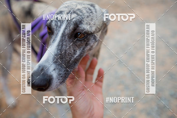 Achetez vos photos de l'vnementTreino Premiado de Canicross sur Fotop