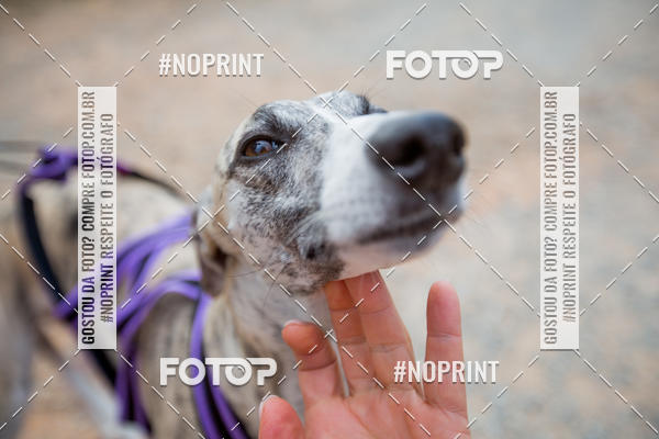 Achetez vos photos de l'vnementTreino Premiado de Canicross sur Fotop