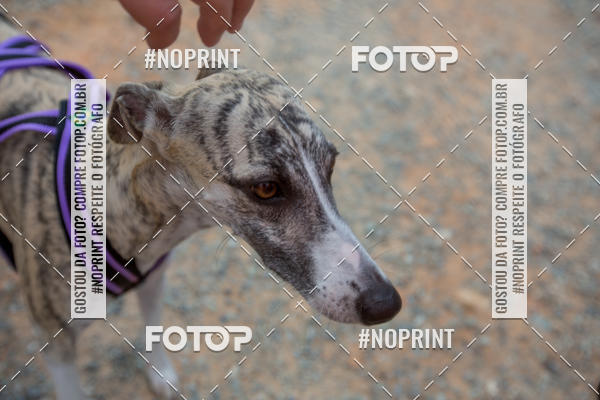 Achetez vos photos de l'vnementTreino Premiado de Canicross sur Fotop