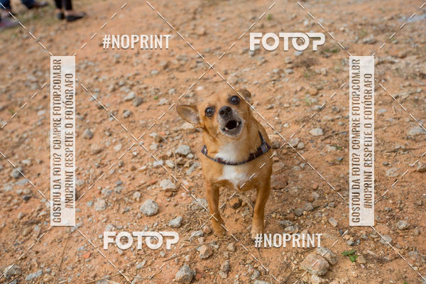 Achetez vos photos de l'vnementTreino Premiado de Canicross sur Fotop