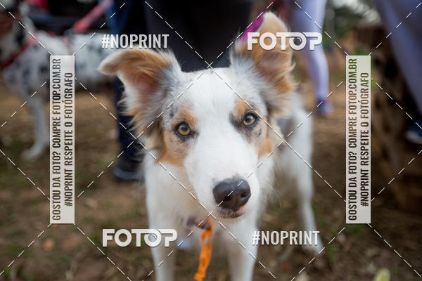 Compra tus fotos del eventoTreino Premiado de Canicross En Fotop