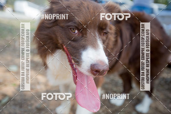 Buy your photos of the eventTreino Premiado de Canicross on Fotop