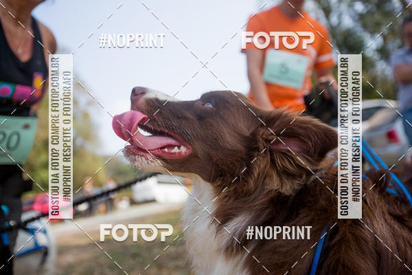 Buy your photos of the eventTreino Premiado de Canicross on Fotop