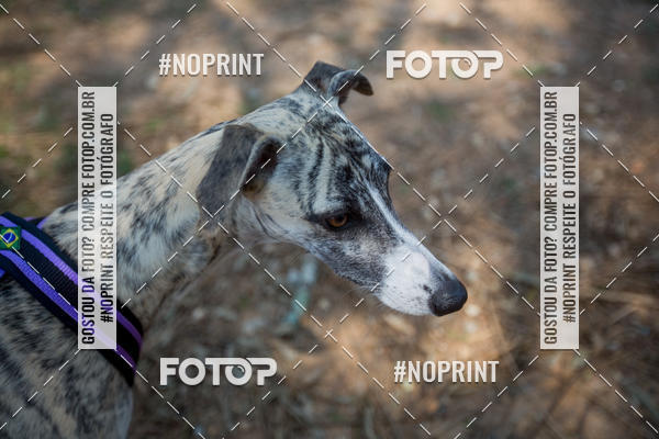 Buy your photos of the eventTreino Premiado de Canicross on Fotop